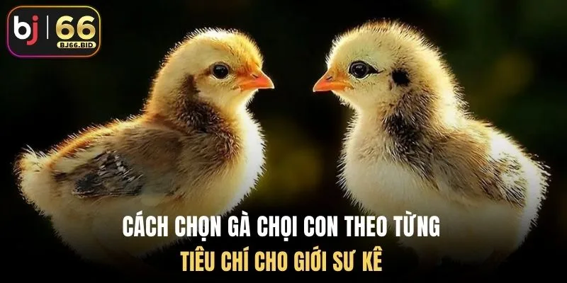 cach-chon-ga-choi-con